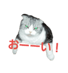 猫 シルバー ちょろ リボン（個別スタンプ：16）
