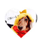 愛犬スタンプ母用（個別スタンプ：1）