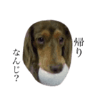 愛犬スタンプ母用（個別スタンプ：2）