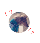 愛犬スタンプ母用（個別スタンプ：3）