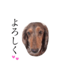 愛犬スタンプ母用（個別スタンプ：8）