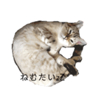 とある猫の日常すたんぷ（個別スタンプ：1）