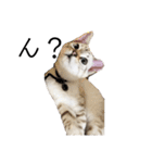 とある猫の日常すたんぷ（個別スタンプ：2）