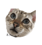 とある猫の日常すたんぷ（個別スタンプ：4）
