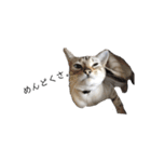 とある猫の日常すたんぷ（個別スタンプ：5）