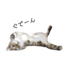 とある猫の日常すたんぷ（個別スタンプ：7）