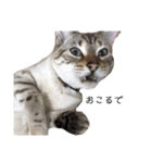 とある猫の日常すたんぷ（個別スタンプ：8）