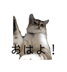 とある猫の日常すたんぷ（個別スタンプ：9）
