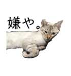 とある猫の日常すたんぷ（個別スタンプ：10）