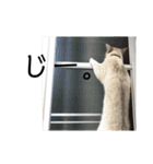 とある猫の日常すたんぷ（個別スタンプ：11）