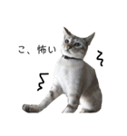 とある猫の日常すたんぷ（個別スタンプ：12）