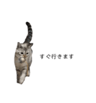 とある猫の日常すたんぷ（個別スタンプ：13）