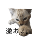 とある猫の日常すたんぷ（個別スタンプ：14）
