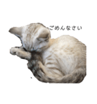 とある猫の日常すたんぷ（個別スタンプ：15）