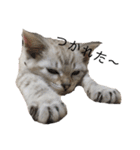 とある猫の日常すたんぷ（個別スタンプ：16）