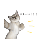 とある猫の日常すたんぷ（個別スタンプ：17）