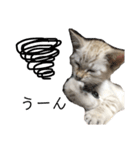 とある猫の日常すたんぷ（個別スタンプ：18）