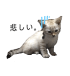 とある猫の日常すたんぷ（個別スタンプ：19）