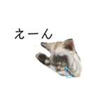 とある猫の日常すたんぷ（個別スタンプ：20）