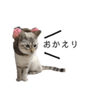 とある猫の日常すたんぷ（個別スタンプ：21）