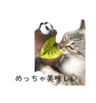 とある猫の日常すたんぷ（個別スタンプ：22）
