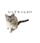 とある猫の日常すたんぷ（個別スタンプ：23）