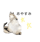 とある猫の日常すたんぷ（個別スタンプ：24）