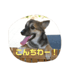 我が家のワンコ    ナッツのスタンプ（個別スタンプ：1）