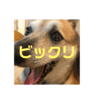 我が家のワンコ    ナッツのスタンプ（個別スタンプ：11）
