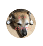 我が家のワンコ    ナッツのスタンプ（個別スタンプ：12）