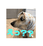 我が家のワンコ    ナッツのスタンプ（個別スタンプ：14）