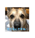 我が家のワンコ    ナッツのスタンプ（個別スタンプ：17）