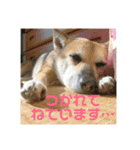 我が家のワンコ    ナッツのスタンプ（個別スタンプ：19）