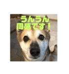 我が家のワンコ    ナッツのスタンプ（個別スタンプ：21）
