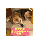 我が家のワンコ    ナッツのスタンプ（個別スタンプ：22）