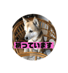 我が家のワンコ    ナッツのスタンプ（個別スタンプ：23）