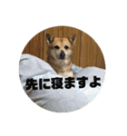 我が家のワンコ    ナッツのスタンプ（個別スタンプ：28）