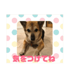 我が家のワンコ    ナッツのスタンプ（個別スタンプ：29）