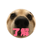 我が家のワンコ    ナッツのスタンプ（個別スタンプ：30）