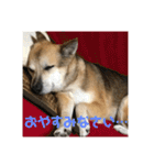 我が家のワンコ    ナッツのスタンプ（個別スタンプ：34）