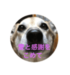我が家のワンコ    ナッツのスタンプ（個別スタンプ：35）