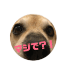 我が家のワンコ    ナッツのスタンプ（個別スタンプ：36）