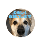 我が家のワンコ    ナッツのスタンプ（個別スタンプ：40）