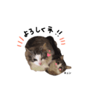 もふもふなお友達まめだいふく（個別スタンプ：2）
