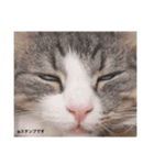 もふもふなお友達まめだいふく（個別スタンプ：21）