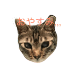 くりくりな生活（個別スタンプ：8）