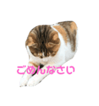 猫スタンプニャンニャン（個別スタンプ：1）