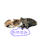 猫スタンプニャンニャン（個別スタンプ：2）