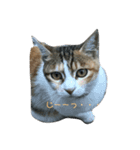 猫スタンプニャンニャン（個別スタンプ：4）