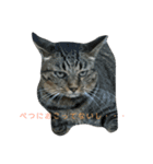 猫スタンプニャンニャン（個別スタンプ：5）